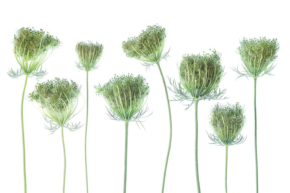 Delicate Queen Anne's Lace by Ytje Veenstra — canvas wall art