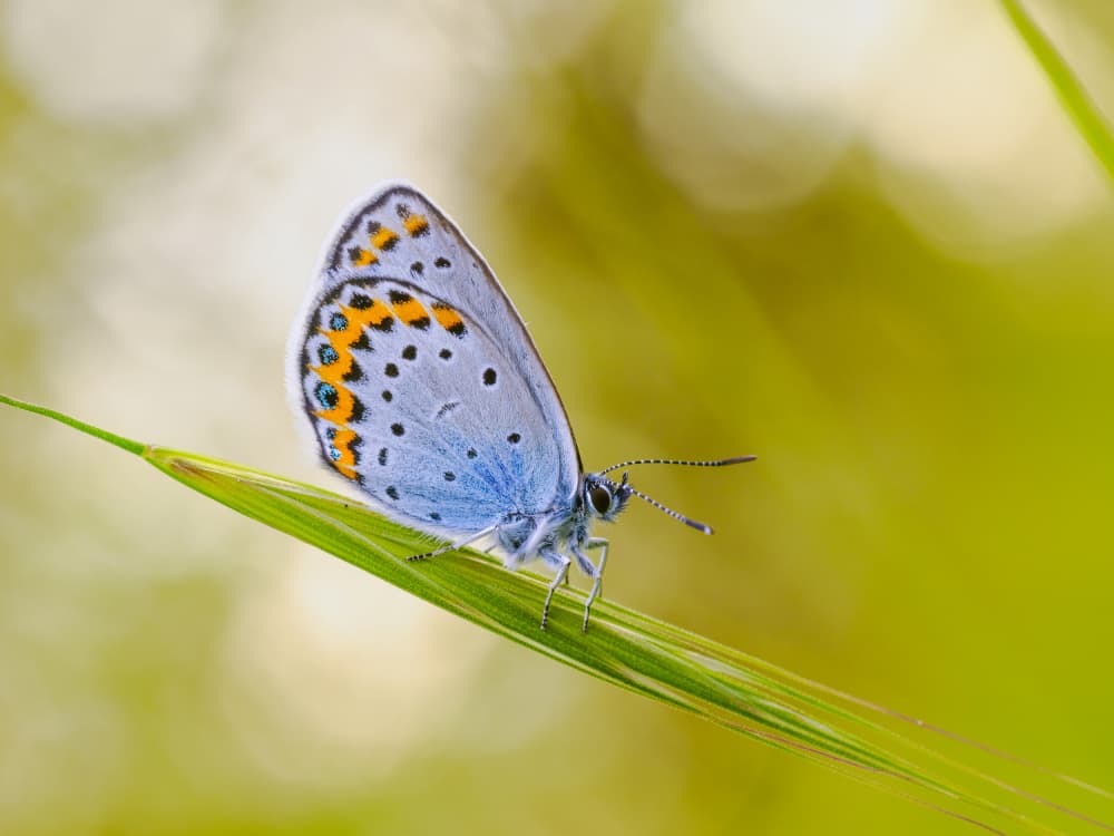 Delicate Blue Butterfly by Michel Manzoni — canvas wall art