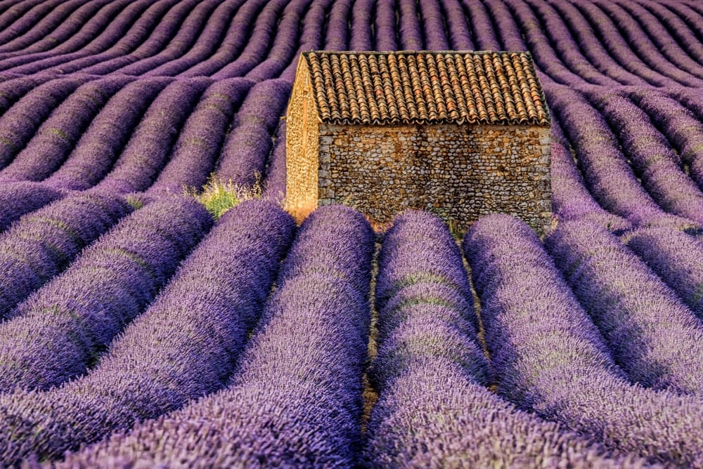 Stone House Lavender Field by Maryse Dardaillon — canvas wall art