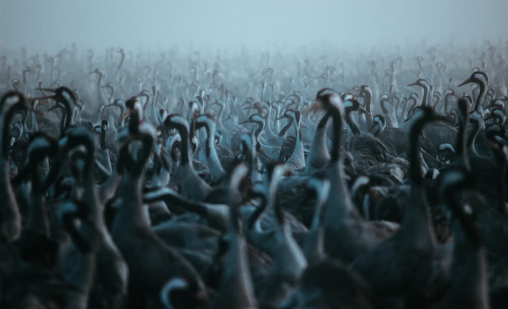 Cranes In The Mist by Farid Kazamil — canvas wall art