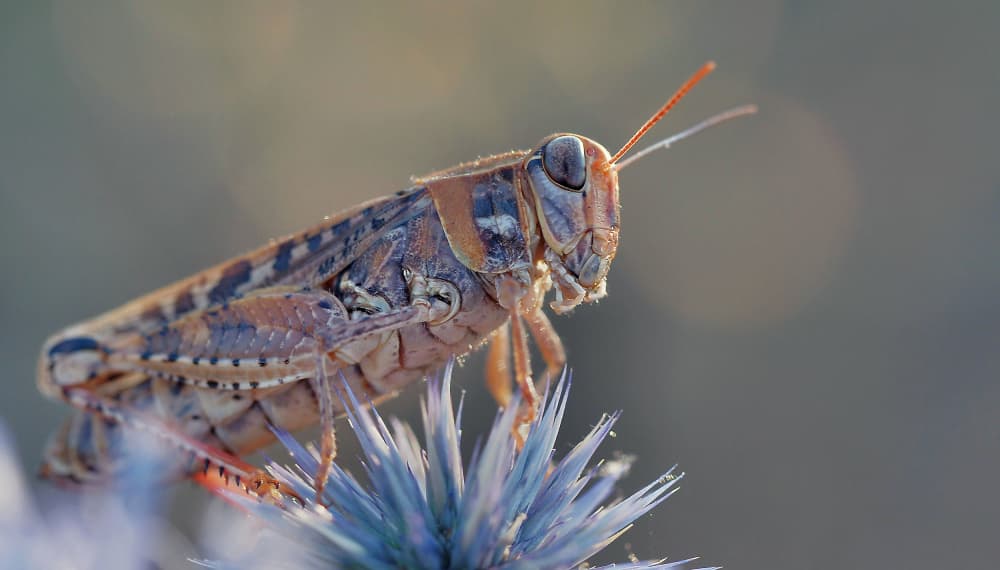 Golden Hour Grasshopper by Thierry Dufour — canvas wall art