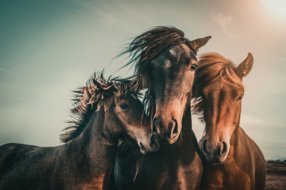 Wild Horse Family by Marcus Hennen — canvas wall art