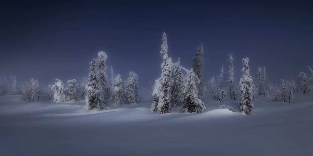 Serene Winter Forest by Junbo Liang — canvas wall art