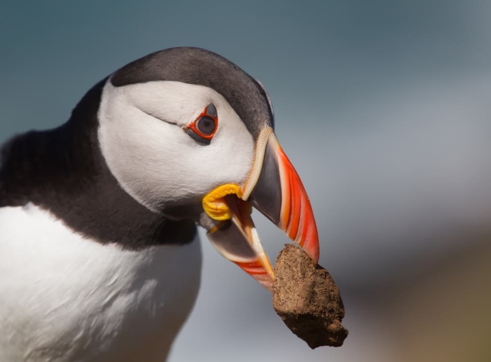 Puffin's Earthy Task by Fabiola Forns — canvas wall art