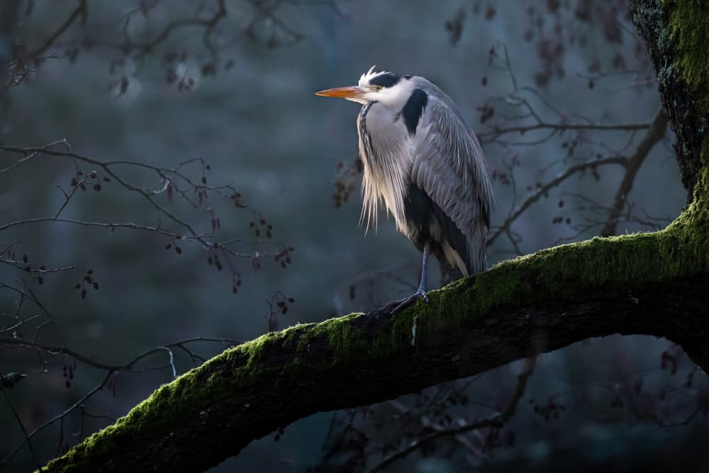 Heron on Mossy Branch by Johan Lennartsson — canvas wall art