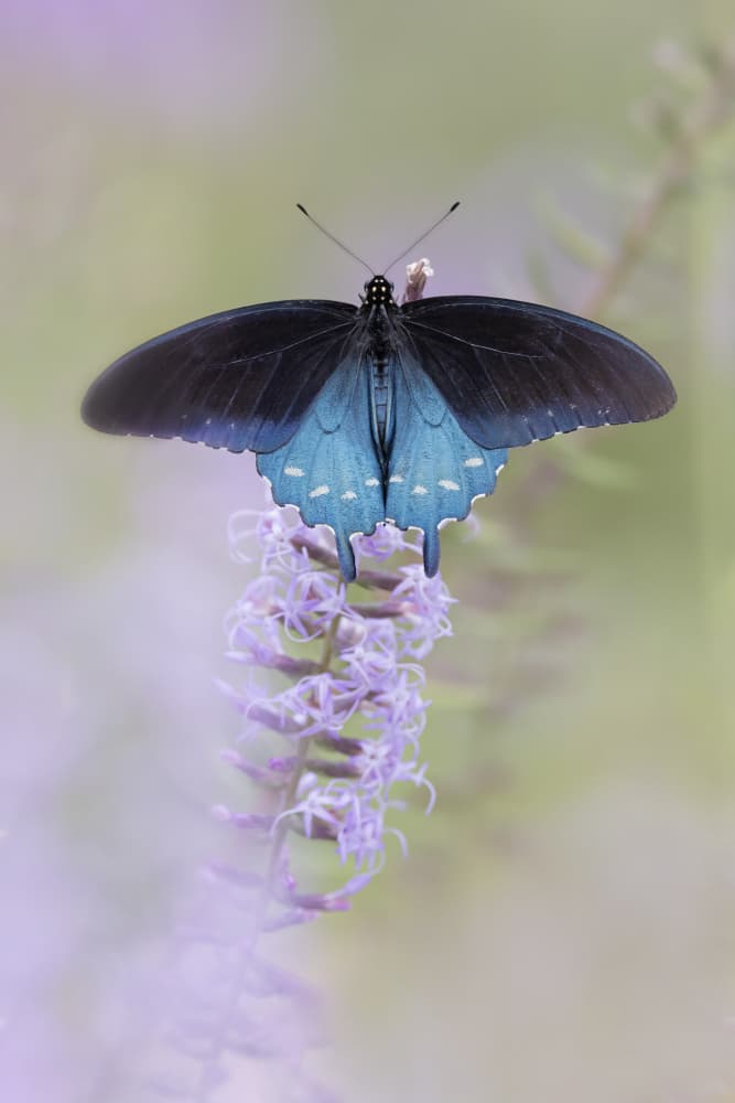 Blue Butterfly on Flower by Linda D Lester — canvas wall art