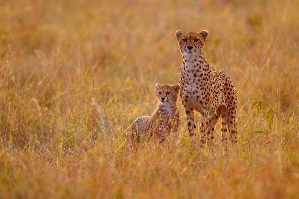 Cheetah Mother and Cub by Alejandro Metzger — canvas wall art