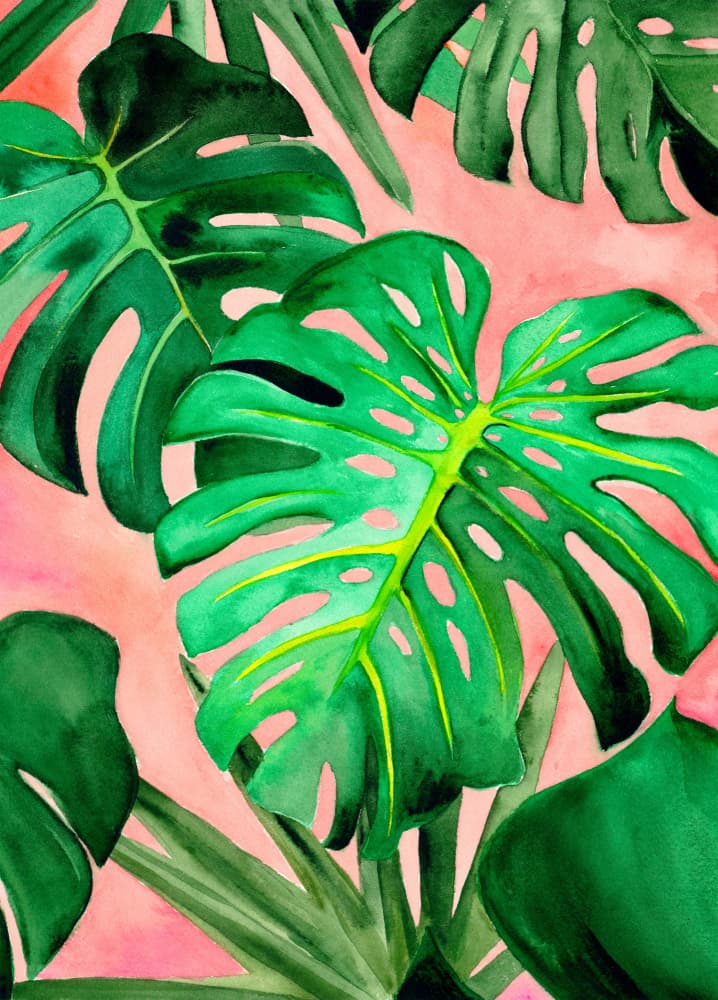 Tropical Pink Monstera by Christine Lindstrom — canvas wall art