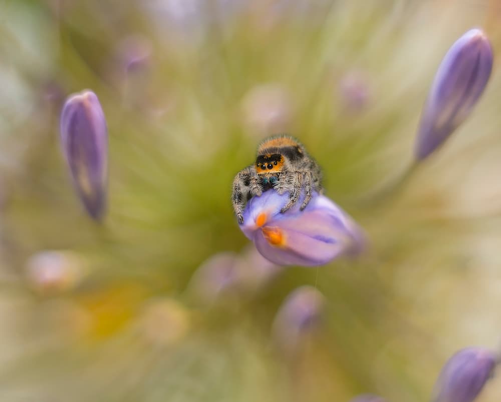 Jumping Spider on Bud by Ferdinando Valverde — canvas wall art