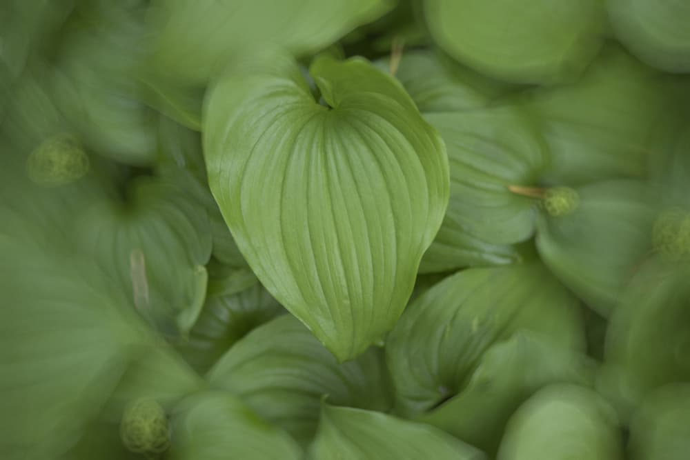 Lush Green Leaf by Lynann Colligan — canvas wall art