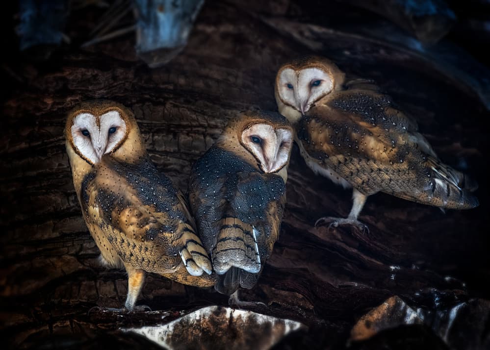 Barn Owl Trio by Annie Poreider — canvas wall art