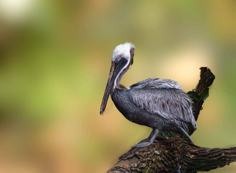 Brown Pelican Perched by Songhu Yan — canvas wall art