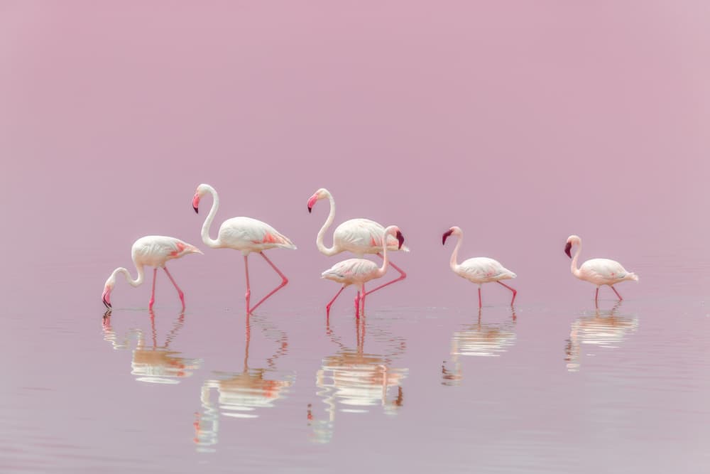 Pink Flamingos Wading by Eiji Itoyama — canvas wall art