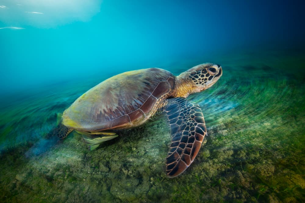 Graceful Sea Turtle by Barathieu Gabriel — canvas wall art
