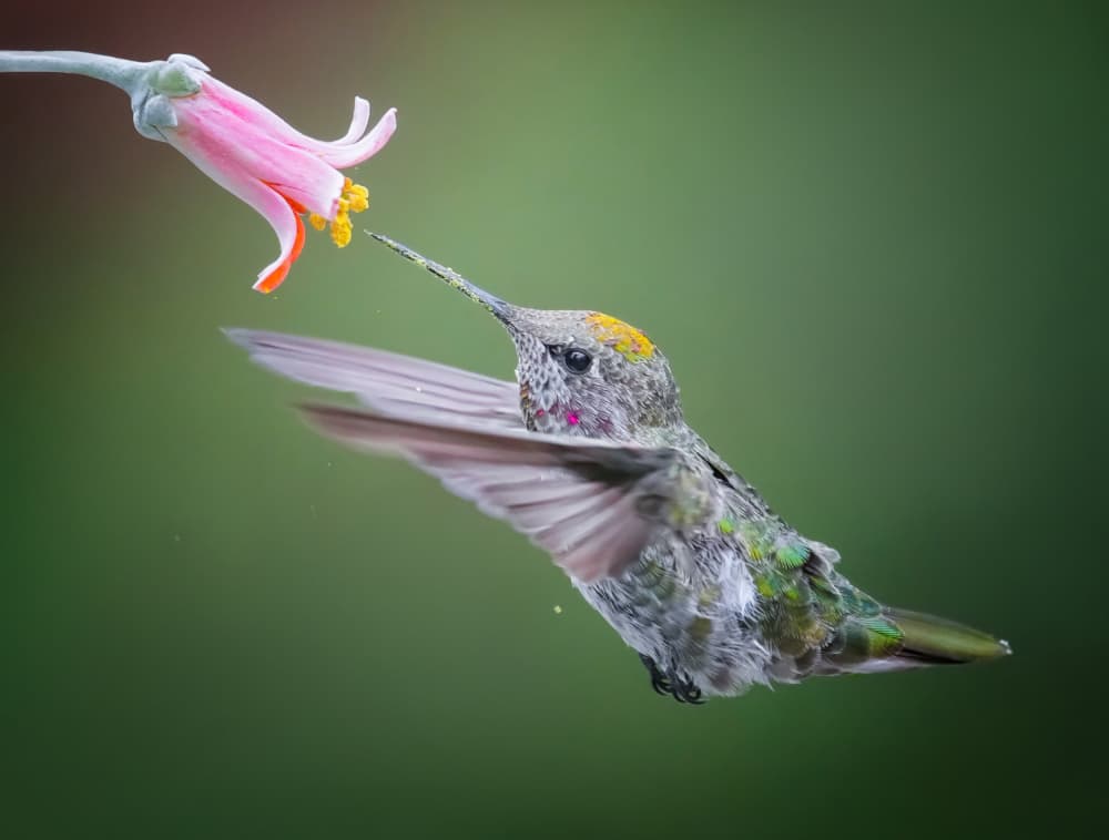 Hummingbird Nectar Bloom by Xiaojian Huang — canvas wall art