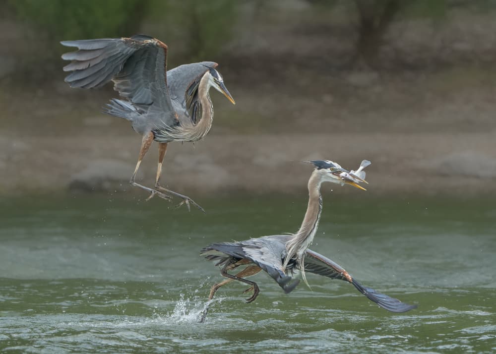 Herons Fighting For Catch by Alex Li — canvas wall art