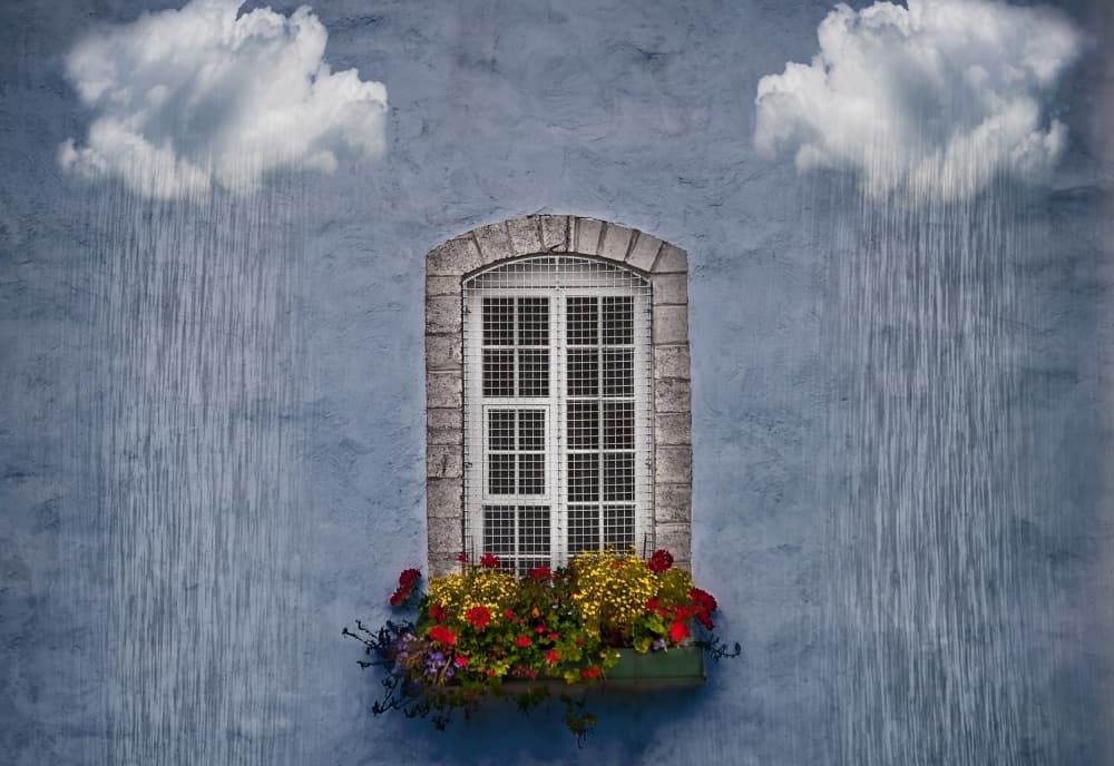 Rainy Window Flowers by David Senechal Photographie (polydactyle) — canvas wall art