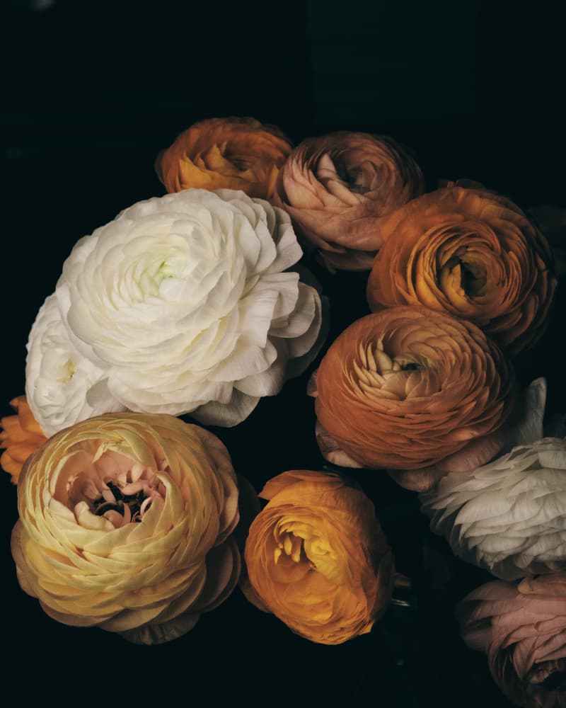 Moody Ranunculus Blooms by FiguraNYC Photography — canvas wall art