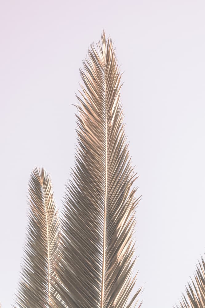 Golden Fronds Skyward by Shot by Clint — canvas wall art