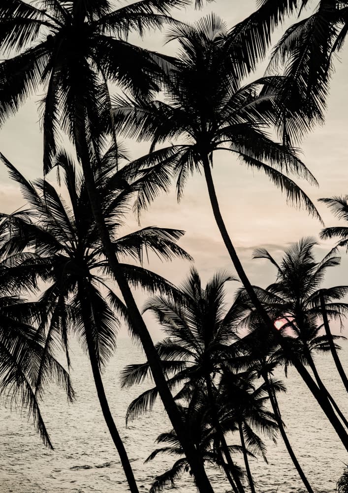 Tropical Twilight by Shot by Clint — canvas wall art