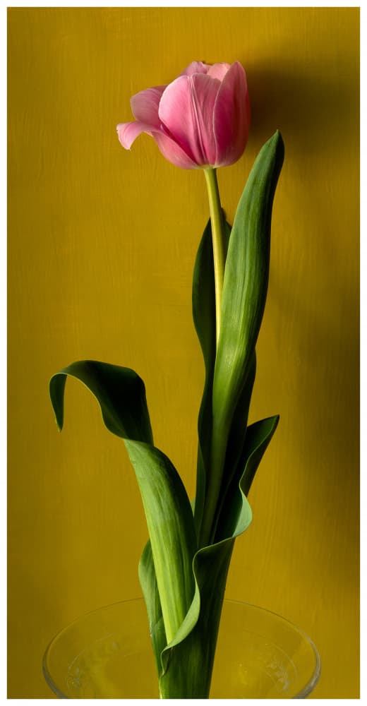 Graceful Pink Tulip Bloom by Delphine de Malleray — canvas wall art