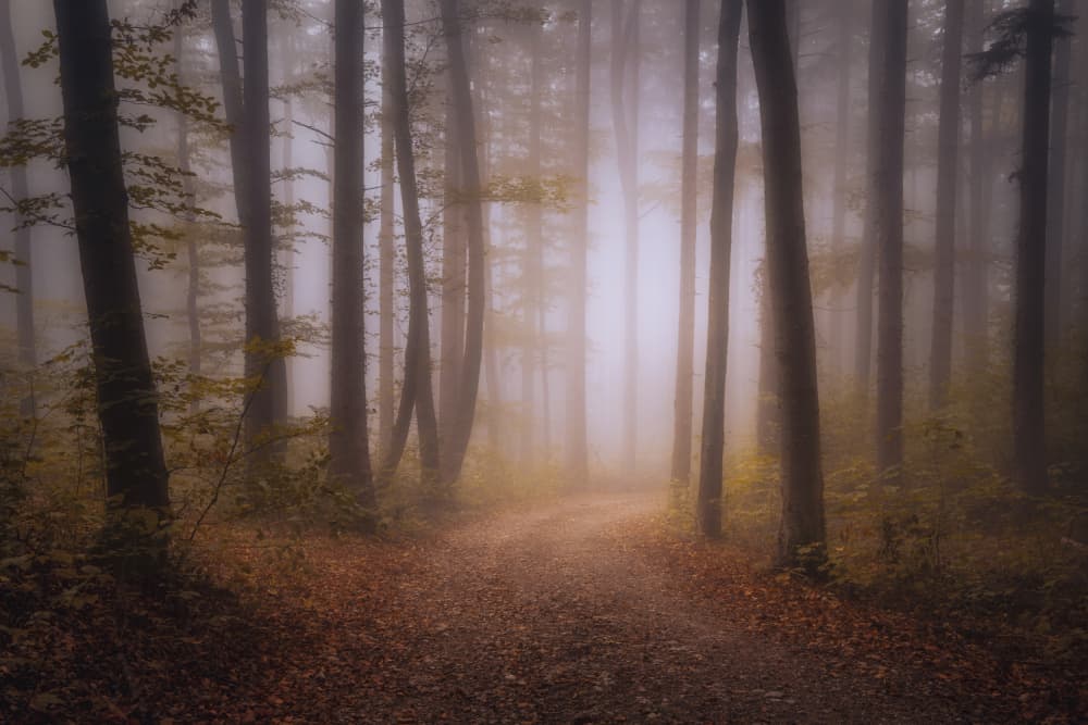 Enchanted Forest Path by Norbert Maier — canvas wall art