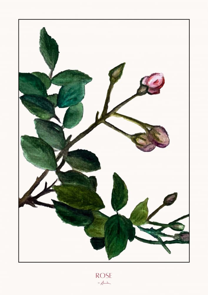 Delicate Rose Buds by Annika John — canvas wall art