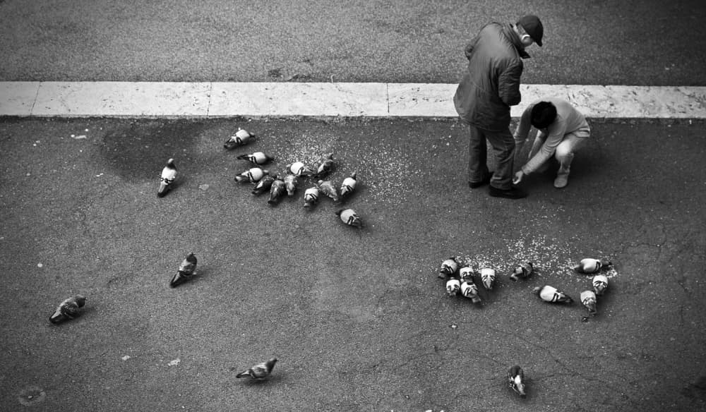 Urban Pigeon Feeding by Francesco Santini — canvas wall art