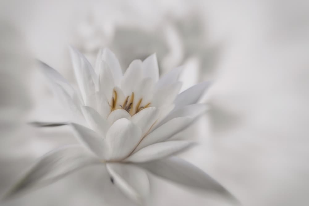 Ethereal White Bloom by Marie-anne Stas — canvas wall art