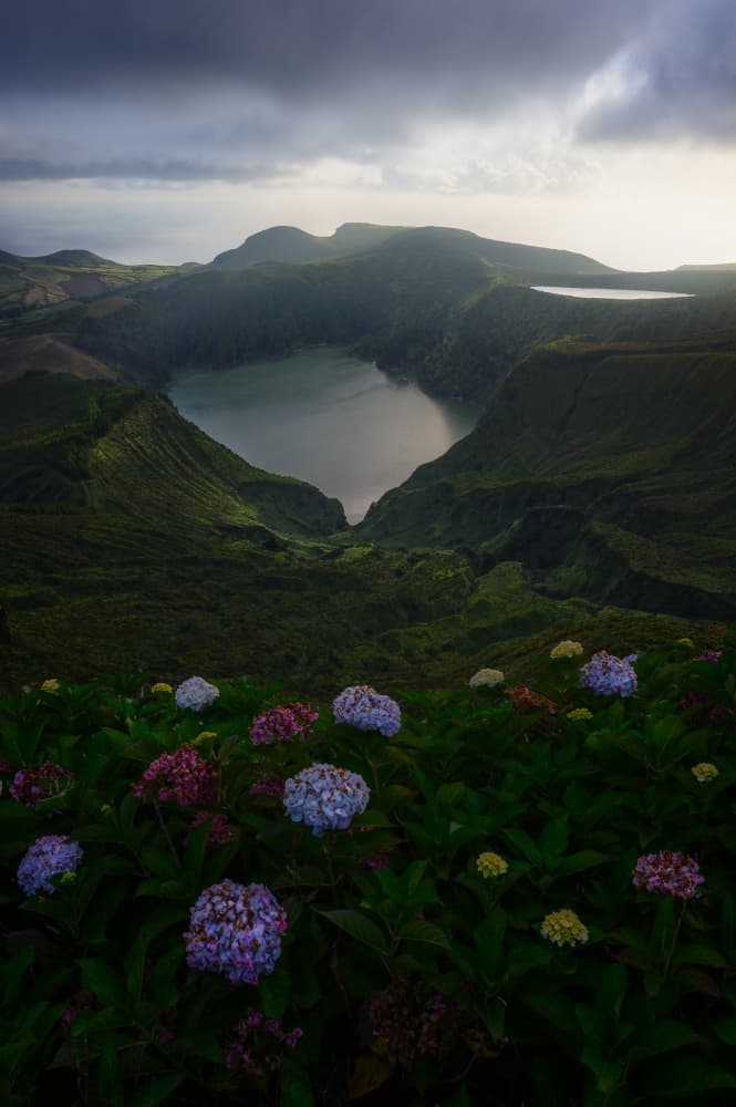 Lush Crater Lake Hydrangeas by David Martin Castan — canvas wall art