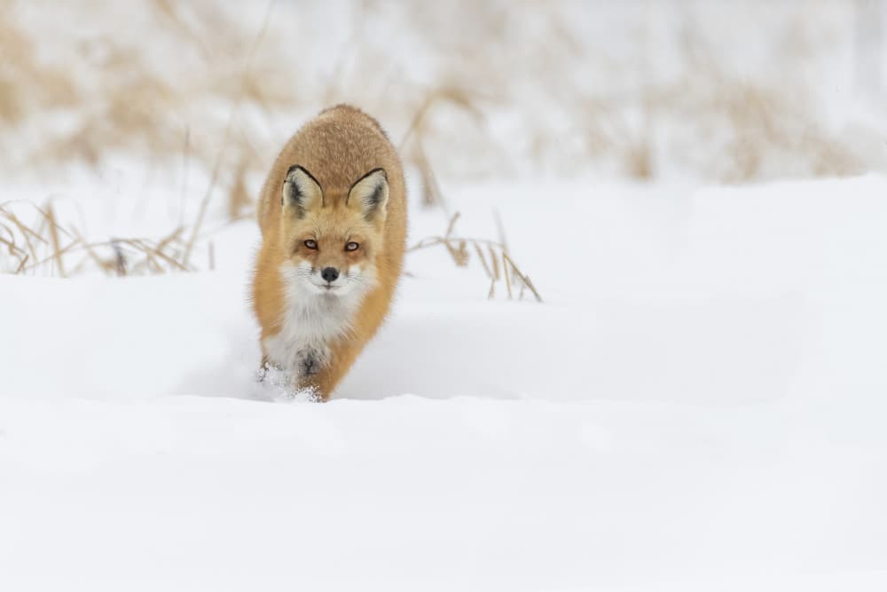 Red Fox Snow Walk by Mircea Costina — canvas wall art