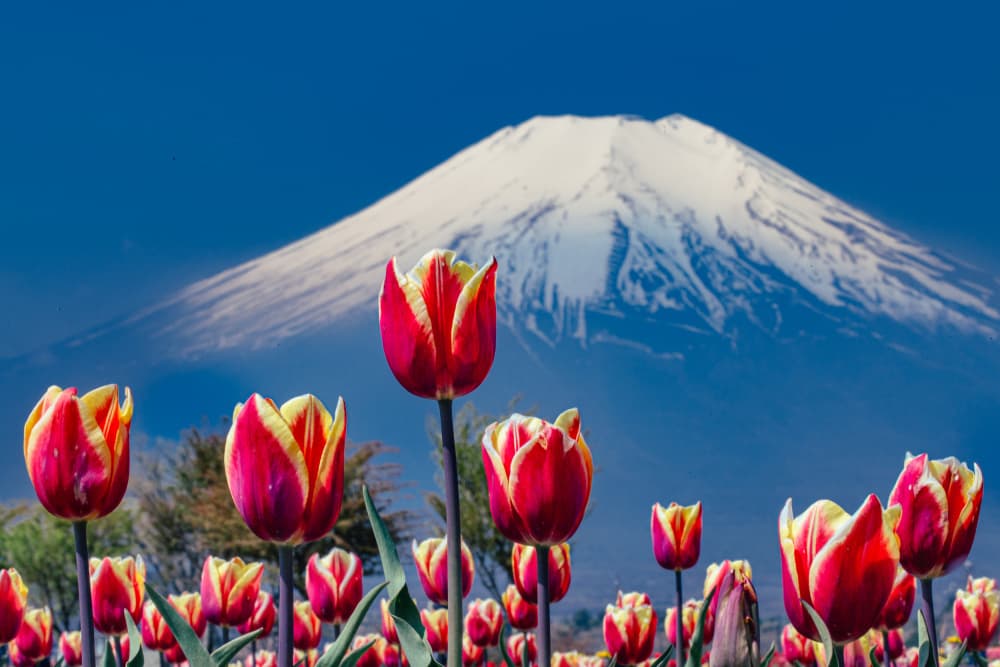 Spring Tulips Mount Fuji by sirou.minami — canvas wall art
