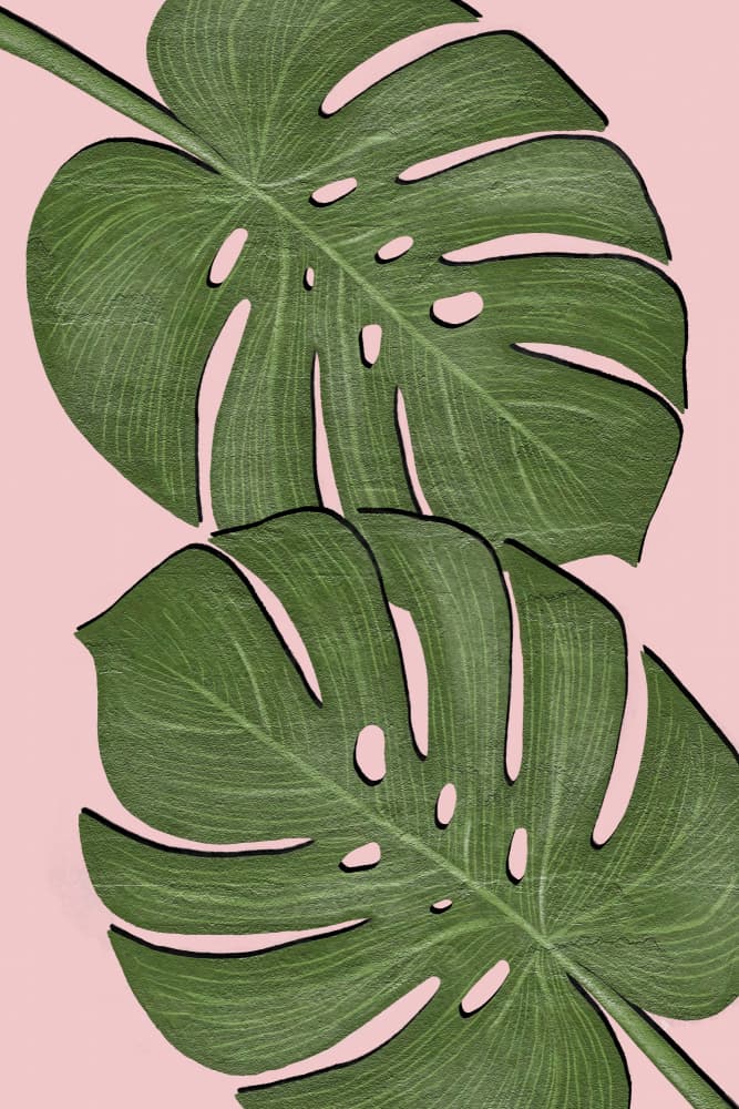 Tropical Monstera Pink by Martina — canvas wall art