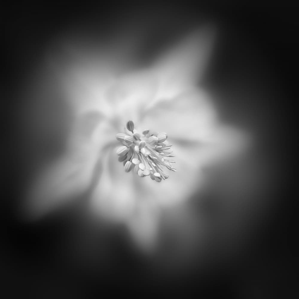 Delicate Flower Glow by Lucie Gagnon — canvas wall art