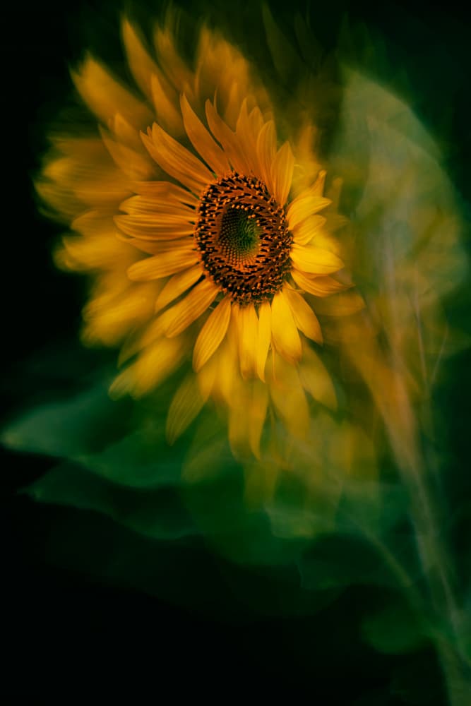 Dreamy Golden Sunflower by Florent Dirk Thies — canvas wall art
