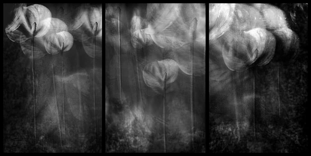Ethereal Floral Forms by Elena Arjona — canvas wall art