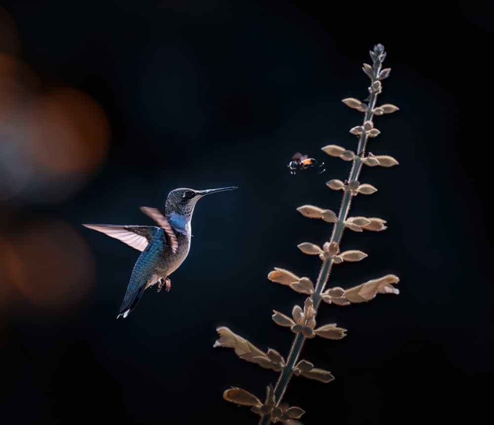 Hummingbird and Bee Flight by Wei Xu — canvas wall art