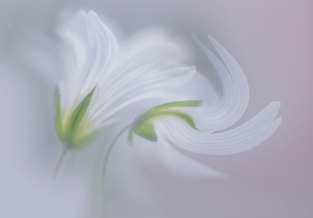Dreamy White Flowers by Ylva Sjögren — canvas wall art