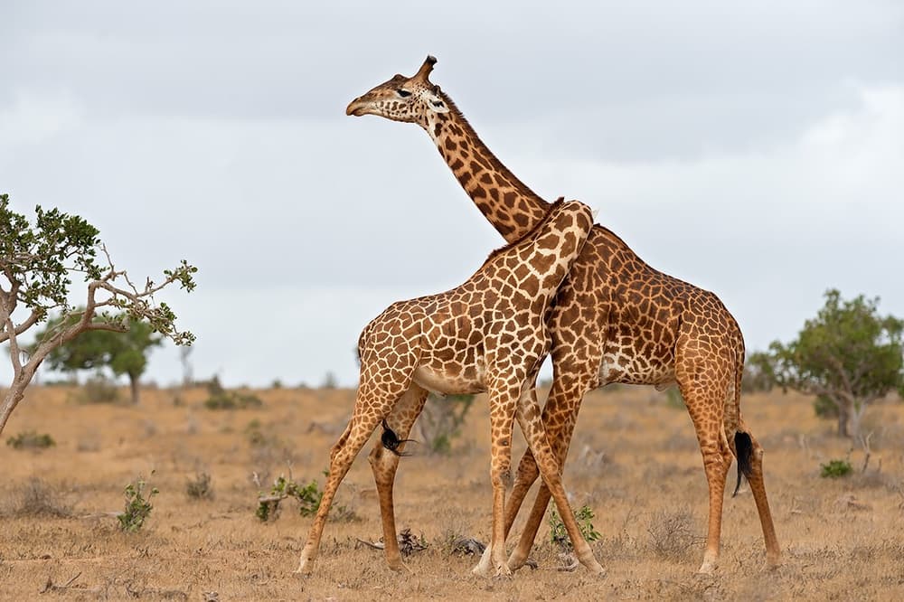 African Giraffes Together by Marco Pozzi — canvas wall art