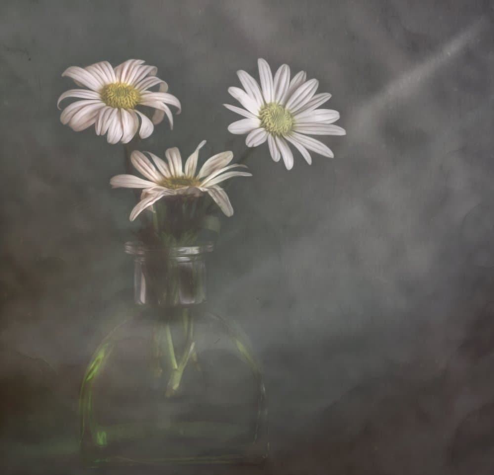 Tranquil Daisies In Mist by Marie-anne Stas — canvas wall art