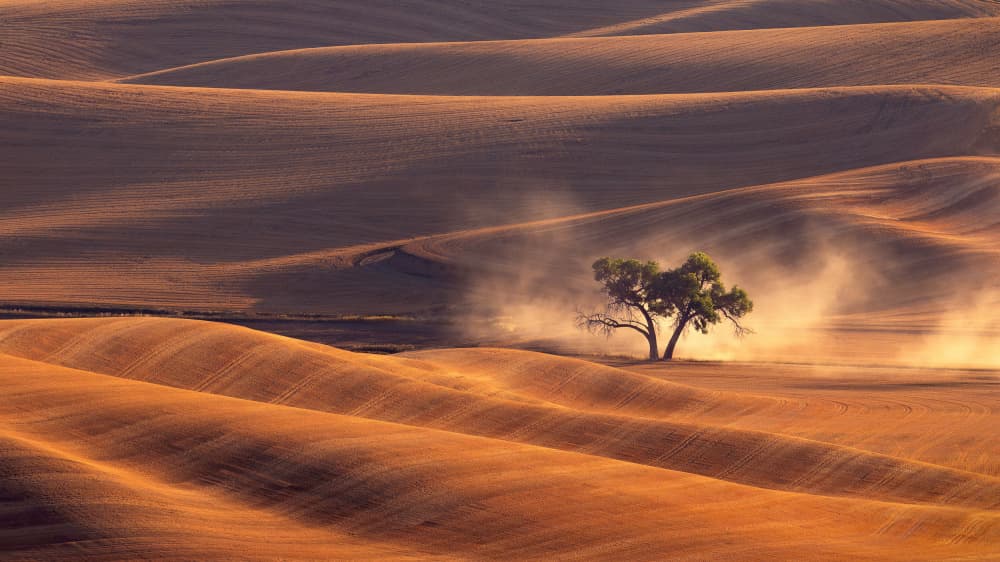 Golden Fields Lone Tree by James Lu — canvas wall art