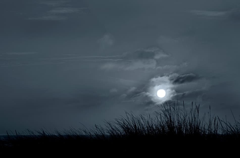 Moonlit Grass by Niels Christian Wulff — canvas wall art