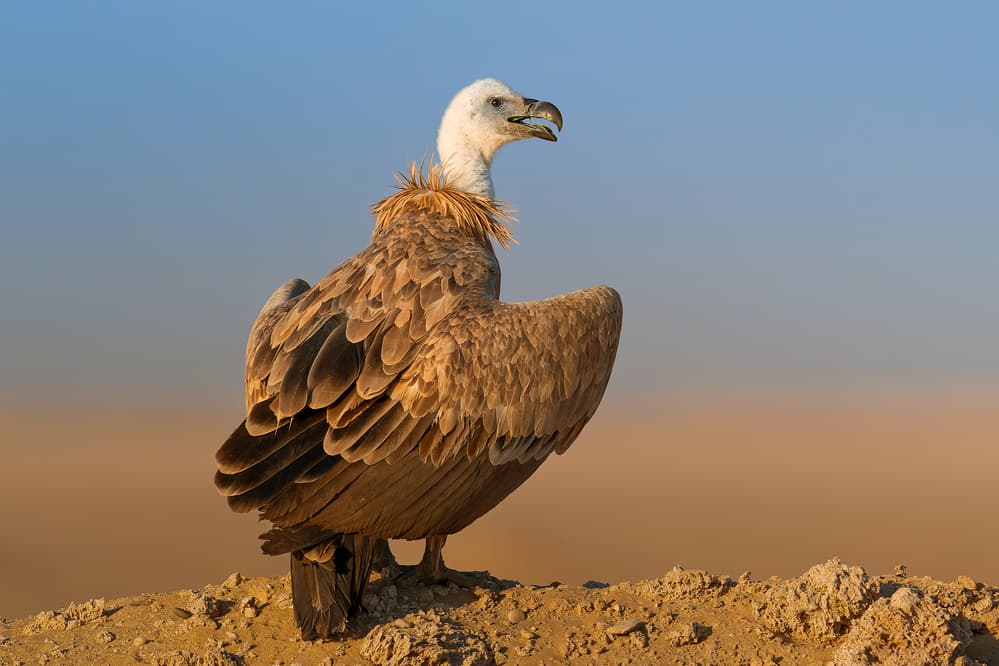 Majestic Desert Vulture by Ahmed Sobhi — canvas wall art