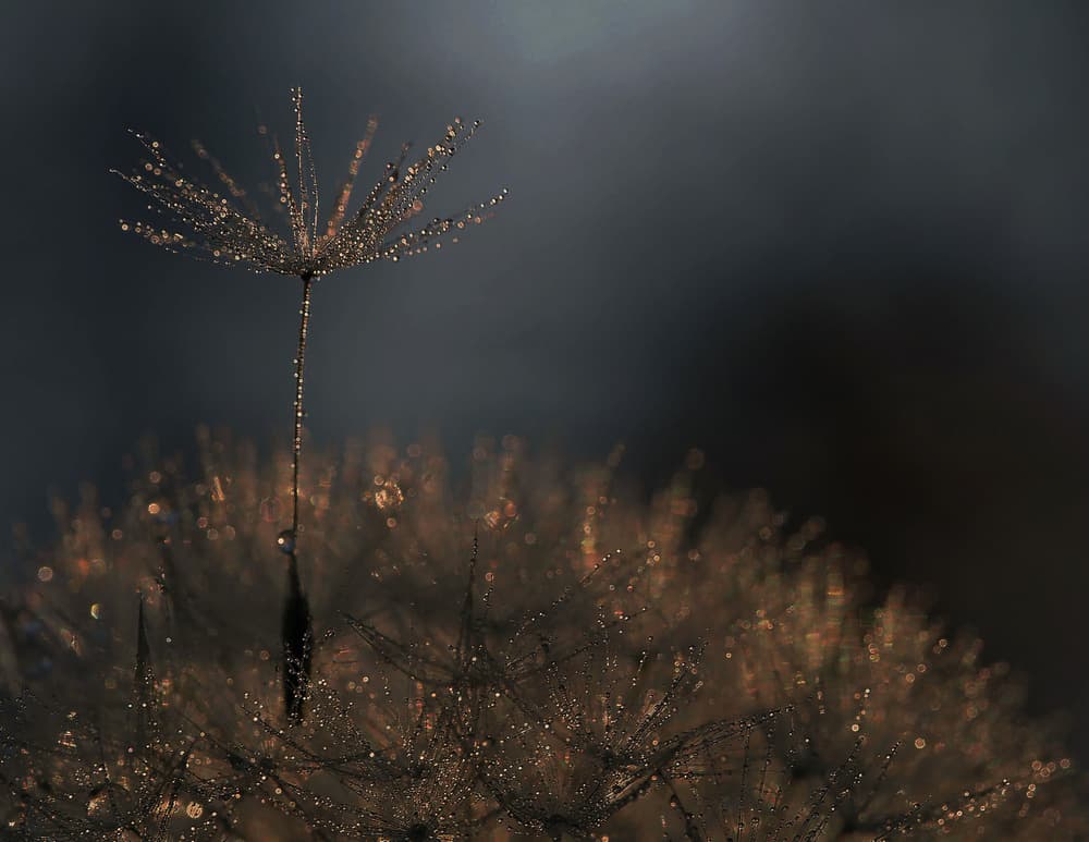 Sparkling Dandelion Seed by Thierry Dufour — canvas wall art