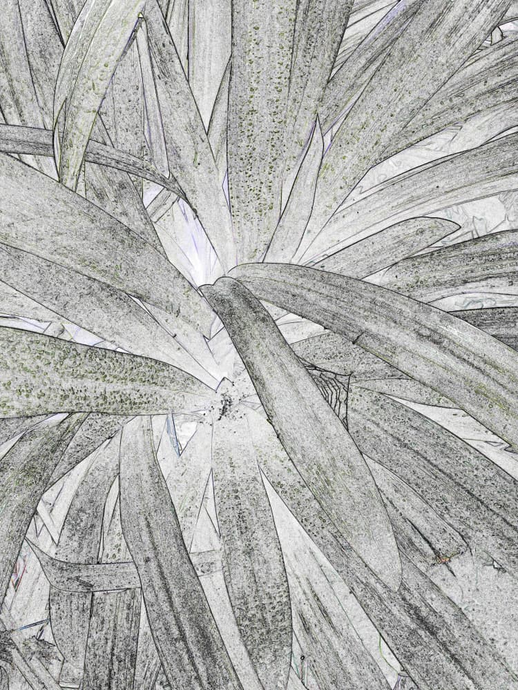 Monochrome Botanical Study by Santhosh ch — canvas wall art