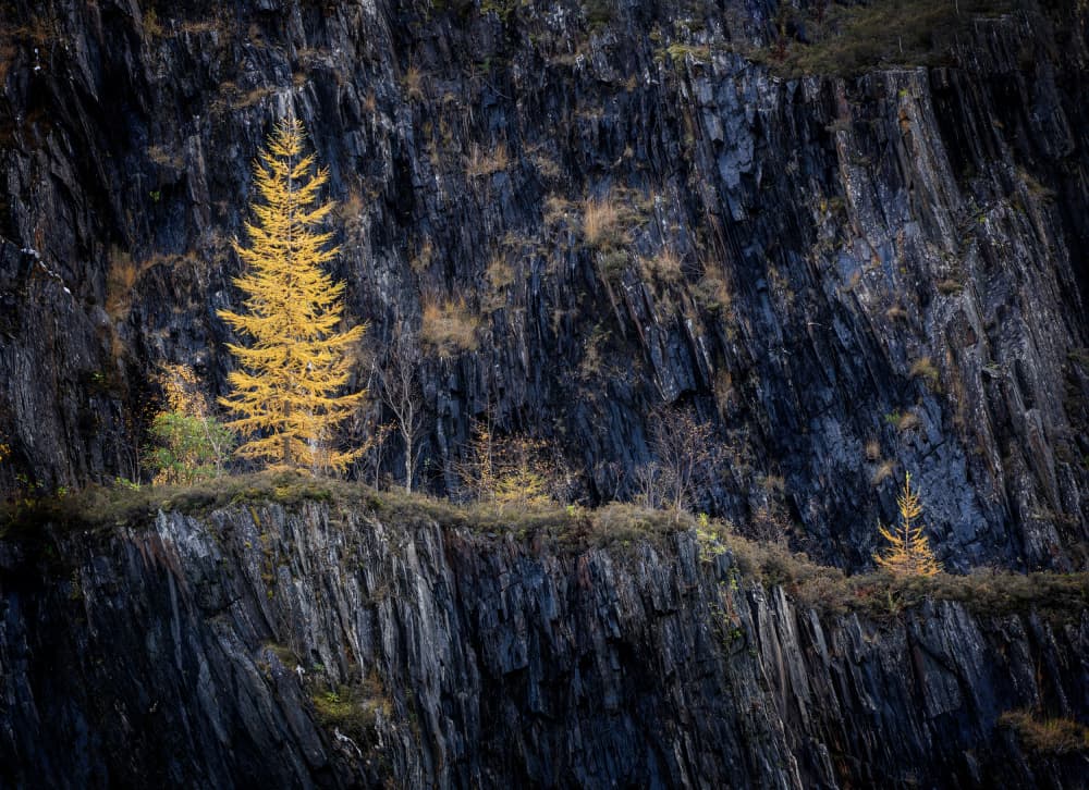Golden Larch Cliff by Peter Paterson — canvas wall art