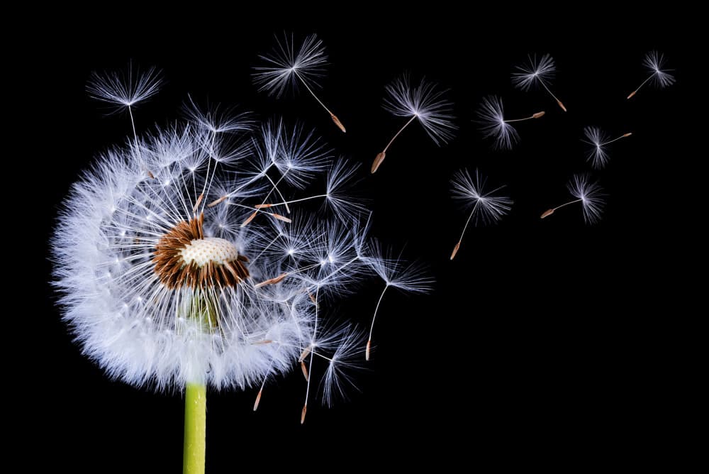 Dandelion Seeds Blowing