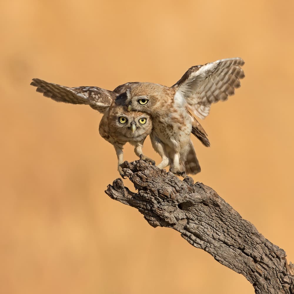 Curious Owl Duo by Amnon Eichelberg — canvas wall art
