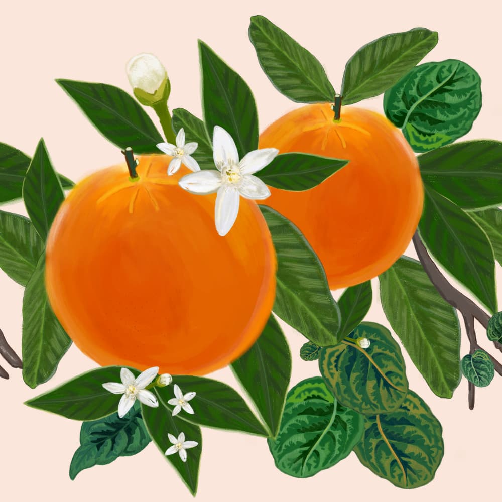 Sweet Orange Blossoms