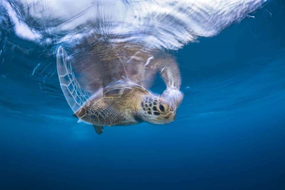 Peaceful Sea Turtle Swim by Barathieu Gabriel — canvas wall art